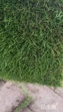 高度150厘米法国冬青