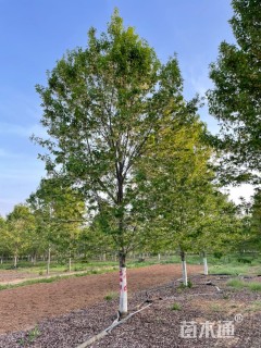 10公分美国红枫-十月光辉