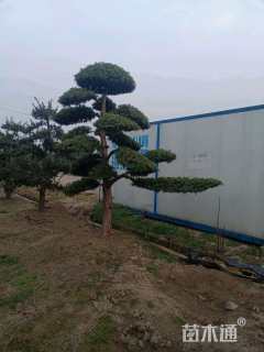 原生苗造型罗汉松