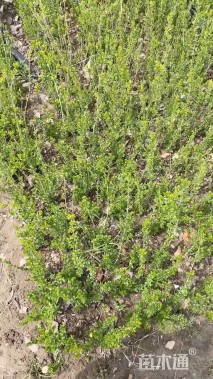 高度40厘米水蜡