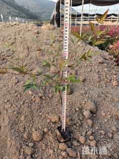 高度40厘米南天竹