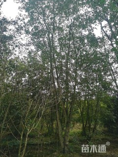 高度950厘米丛生元宝枫