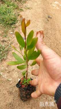 0.2公分台湾相思树