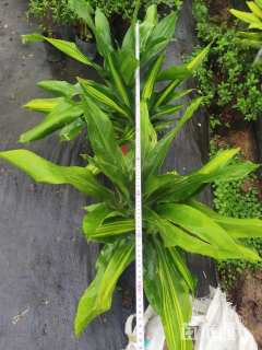 高度45厘米青铁