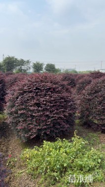 冠幅120厘米红花继木球