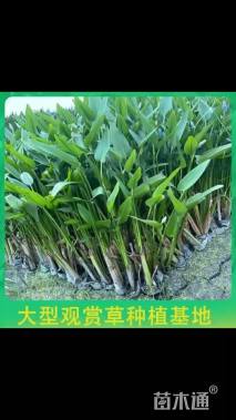 高度50厘米梭鱼草