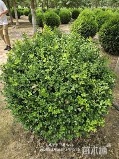 冠幅150厘米瓜子黄杨球