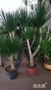 高度150厘米龙血树