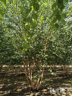 高度600厘米丛生河桦