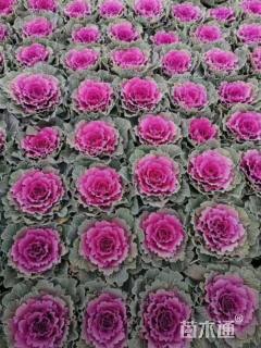 高度10厘米羽衣甘蓝