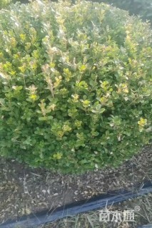 冠幅90厘米小叶黄杨球