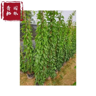 150厘米炮仗花