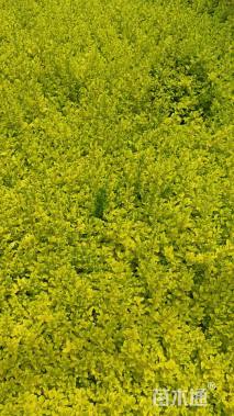 小杯苗亮晶女贞小苗