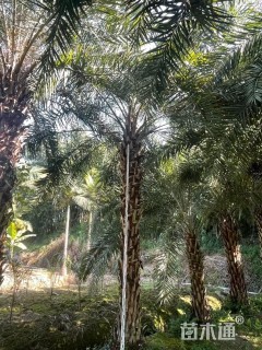 裸干高2厘米中东海枣