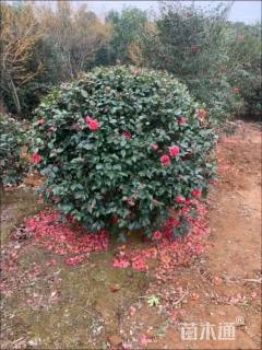 冠幅150厘米茶梅球