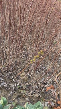 高度60厘米杞柳