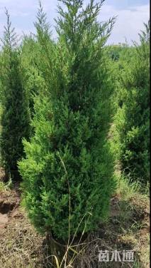 高度200厘米蜀桧