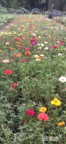 高度10厘米太阳花