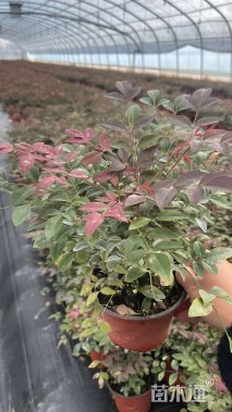 高度25厘米南天竹