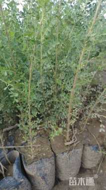 高度30厘米柠条