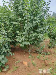 高度250厘米丛生紫丁香