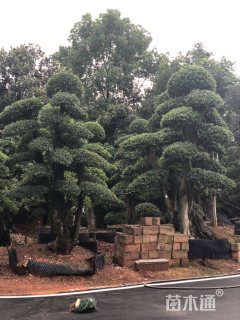 38公分造型榆树