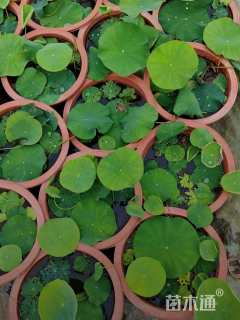 高度30厘米荷花