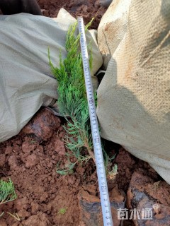高度40厘米龙柏小苗