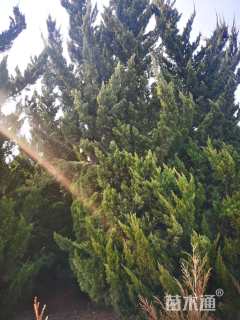 高度400厘米柏树