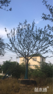 朴树