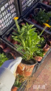 高度30厘米黄金菊