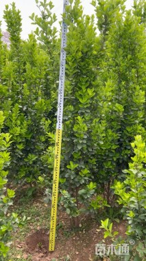 高度185厘米北海道黄杨