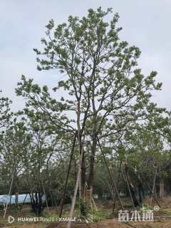 80公分(4杆)丛生乌桕