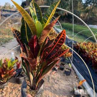 高度20厘米变叶木