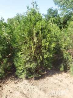 高度120厘米侧柏