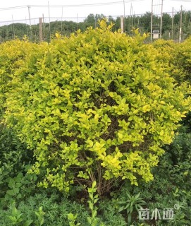 冠幅180厘米金叶女贞球