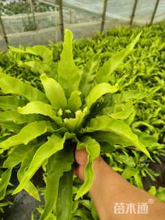 高度20厘米鸟巢蕨