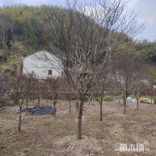 12公分中国红枫