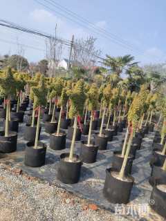 4公分造型亮晶女贞