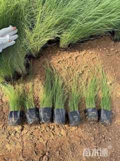 高度30厘米粉黛乱子草