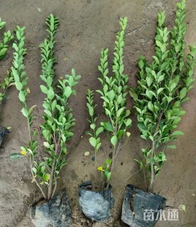 高度100厘米大叶黄杨