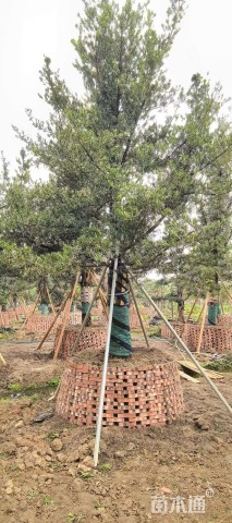 30公分台湾罗汉松