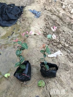 25厘米花叶络石