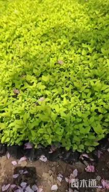 高度30厘米金山绣线菊