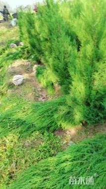 高度100厘米刺柏