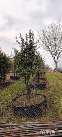 高度250厘米金弹子