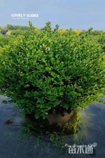 高度80厘米钝齿冬青