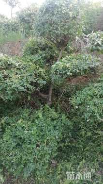 高度1500厘米小叶女贞