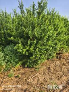 高度300厘米丛生石榴