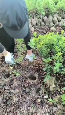 高度35厘米杜鹃